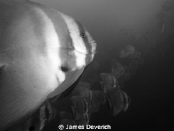 These batfish followed me for about 30minutes today. They... by James Deverich 